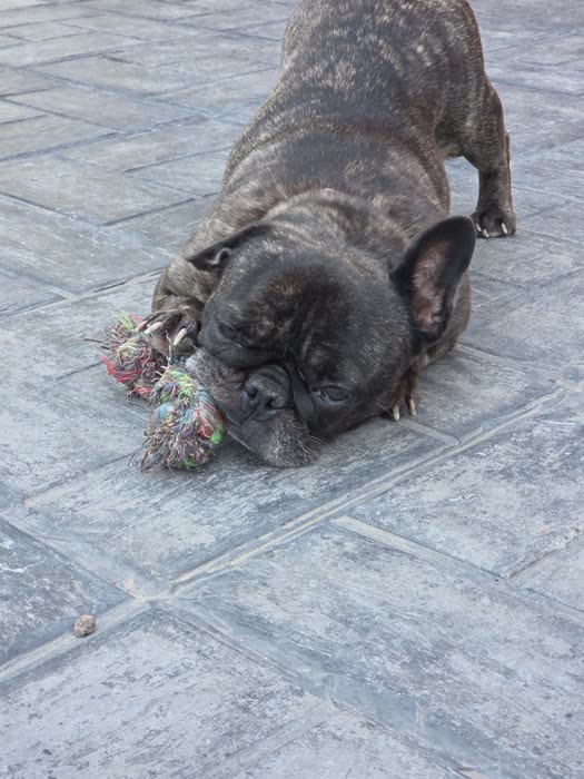 Bulldog francés jugando con su juguete