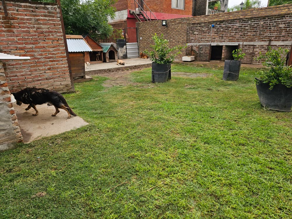 Cuchas de madera en el patio de la guarde