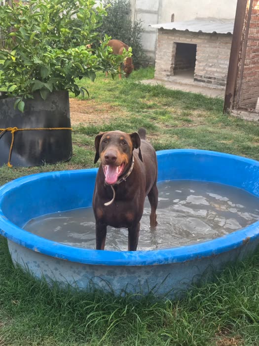 Perro marrón parado en la pileta del patio