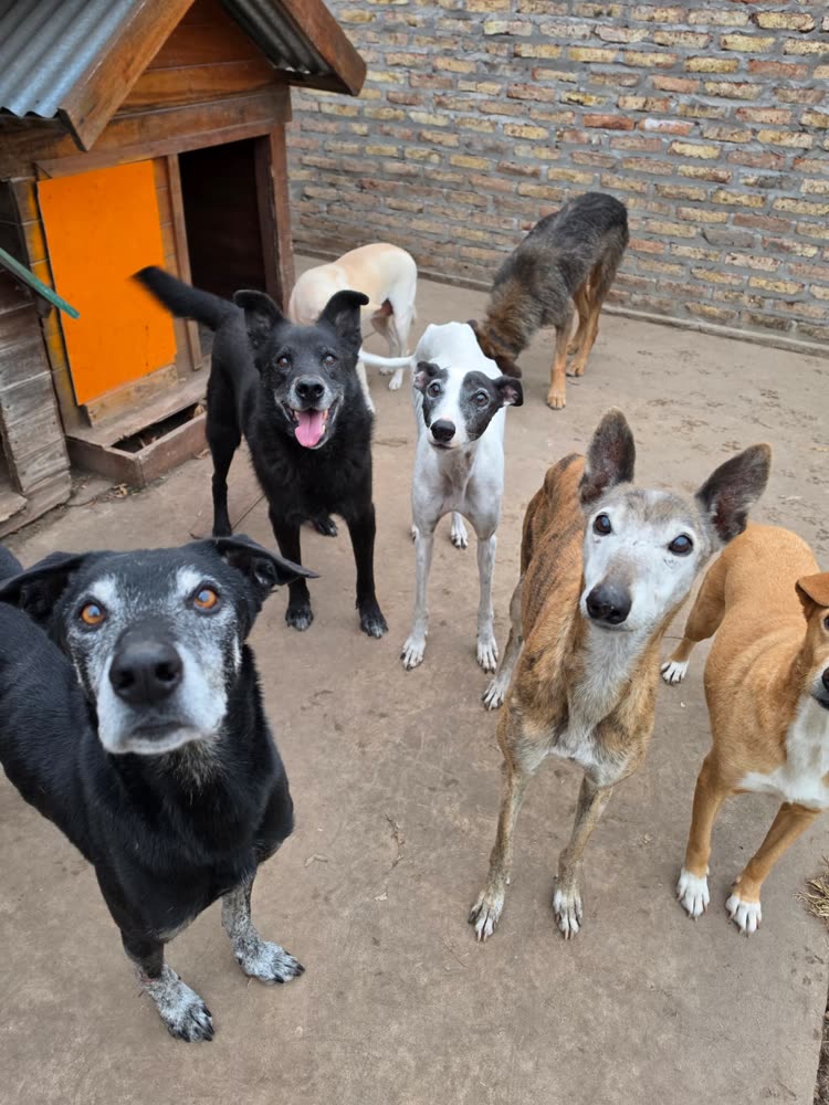 Grupo de perros juntos en la guardería canina