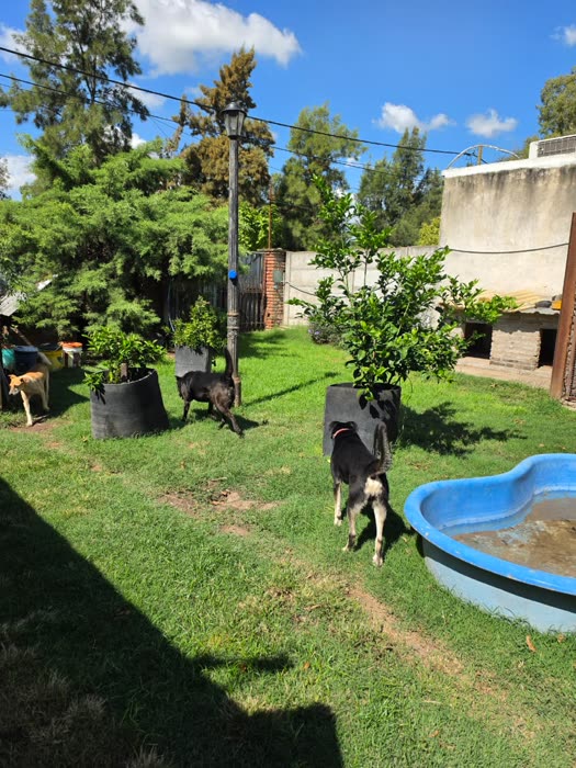 Perros en el patio con pileta y árboles