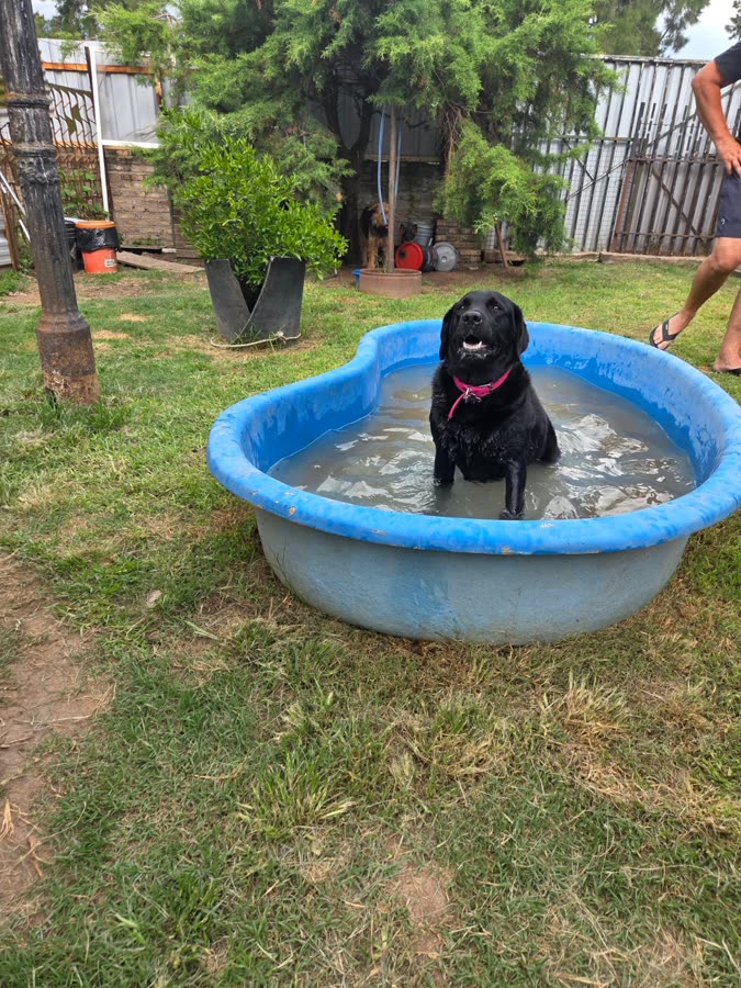 Perro negro refrescándose en una pileta en el patio