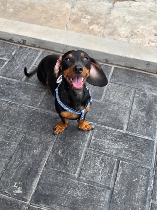 Salchicha con pechera azul sonriendo