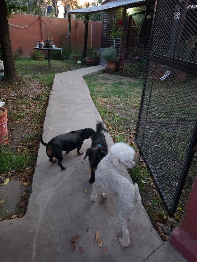 Perros paseando por uno de los sectores de la guardería