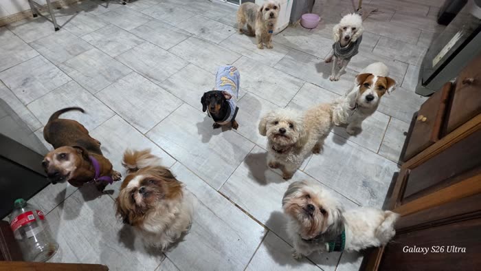 Perros pequeños compartiendo el espacio, sin caniles