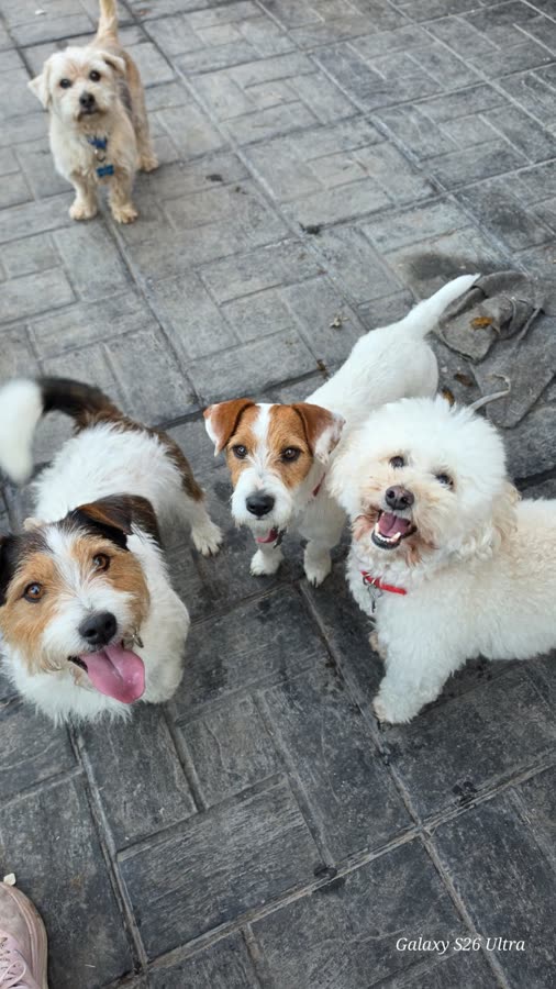 Tres perros felices mirando a la cámara en la guarde